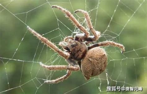 家裡有蜘蛛網代表什麼 潮汕